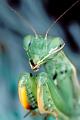 mantis religiosa